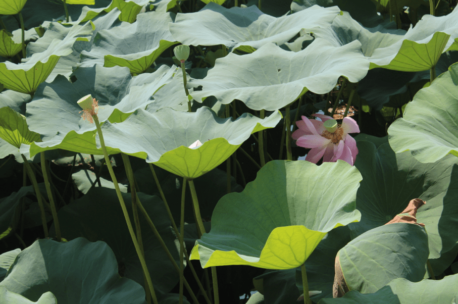 Screen Shot 2012-08-03 at 9.35.56 AM