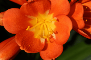 Flower at the National Botanic Garden