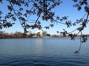Cherry Blossoms about the bloom!