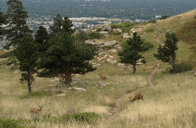 True learning -- running into 4 giant elk while hiking