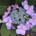 Hydrangeas 2