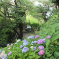 Hydrangeas at the Hasedera&nbsp;Temple