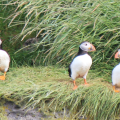 Cute Puffins