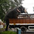 Elephant getting out of the&nbsp;truck