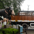 Elephant out of the&nbsp;truck