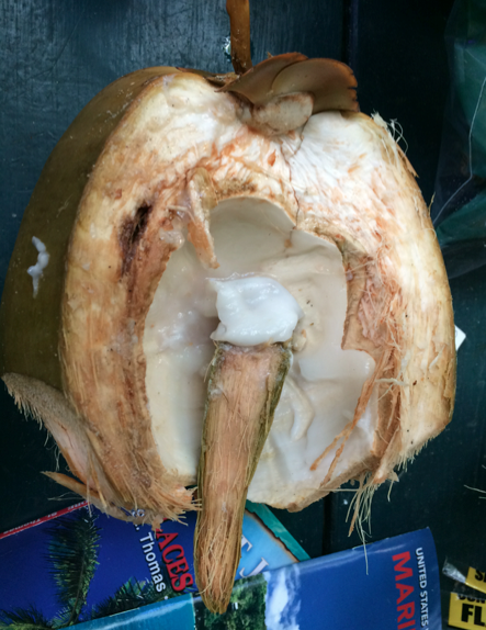 Coconut Meat