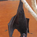 Bat