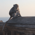 Monkey at Uluwatu