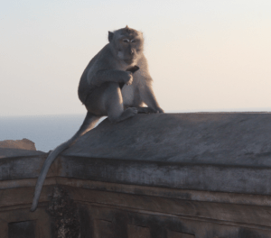 Monkey at Uluwatu