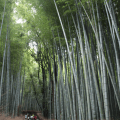 Bamboo Forest 1