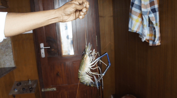 Shrimp compared to my Dad’s hand