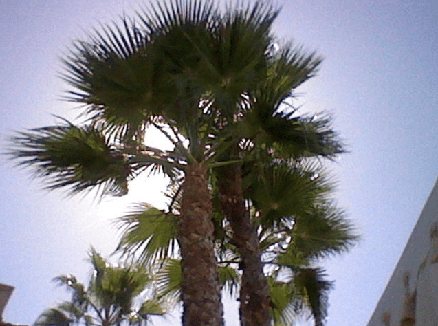 The palm trees that looked fake but aren't