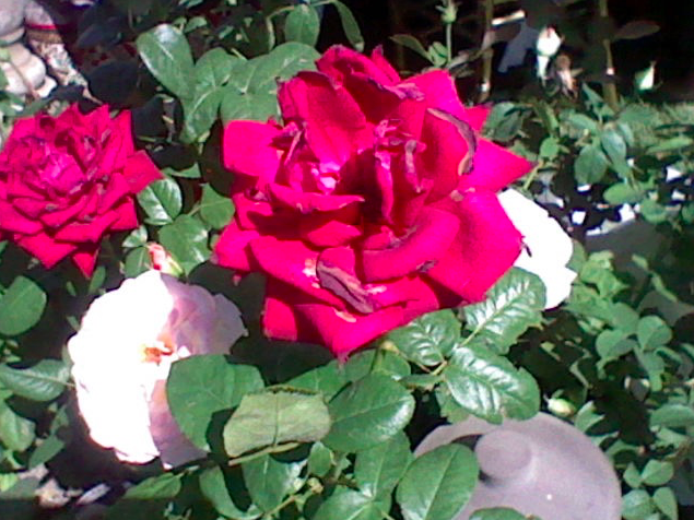Rose