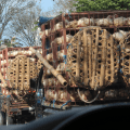 Chickens in Transit