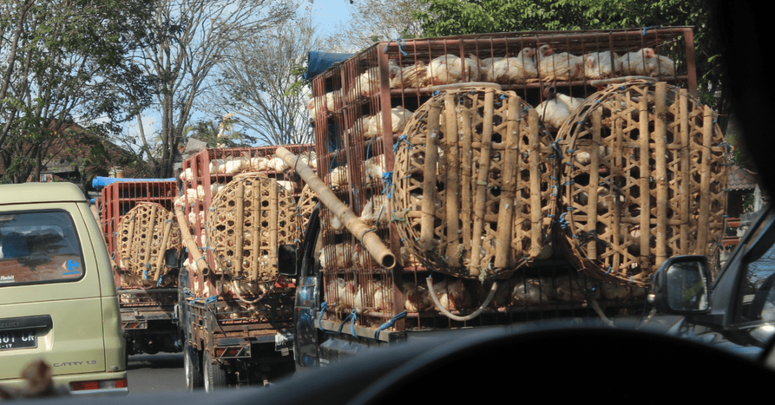 Chickens in Transit