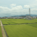 Japanese Rice Fields
