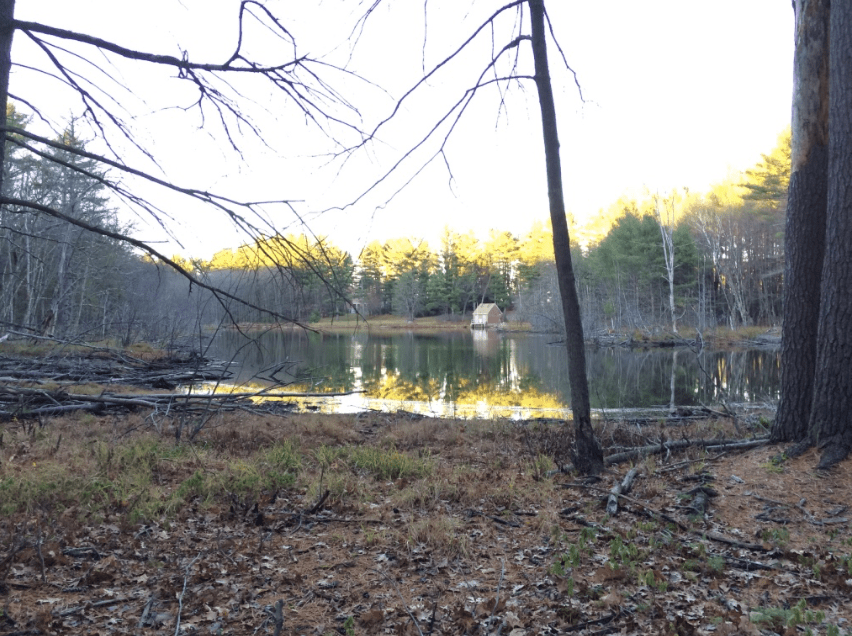 Pond from the other side