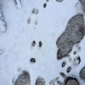 Rabbit prints?