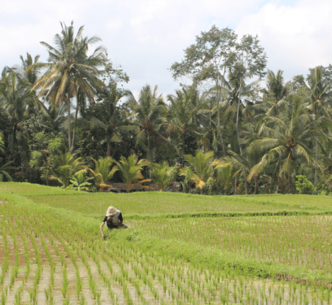 Working in the Fields
