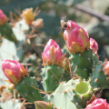 Bee and Cactus