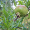 Pomegranate