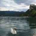 Swan and Castle