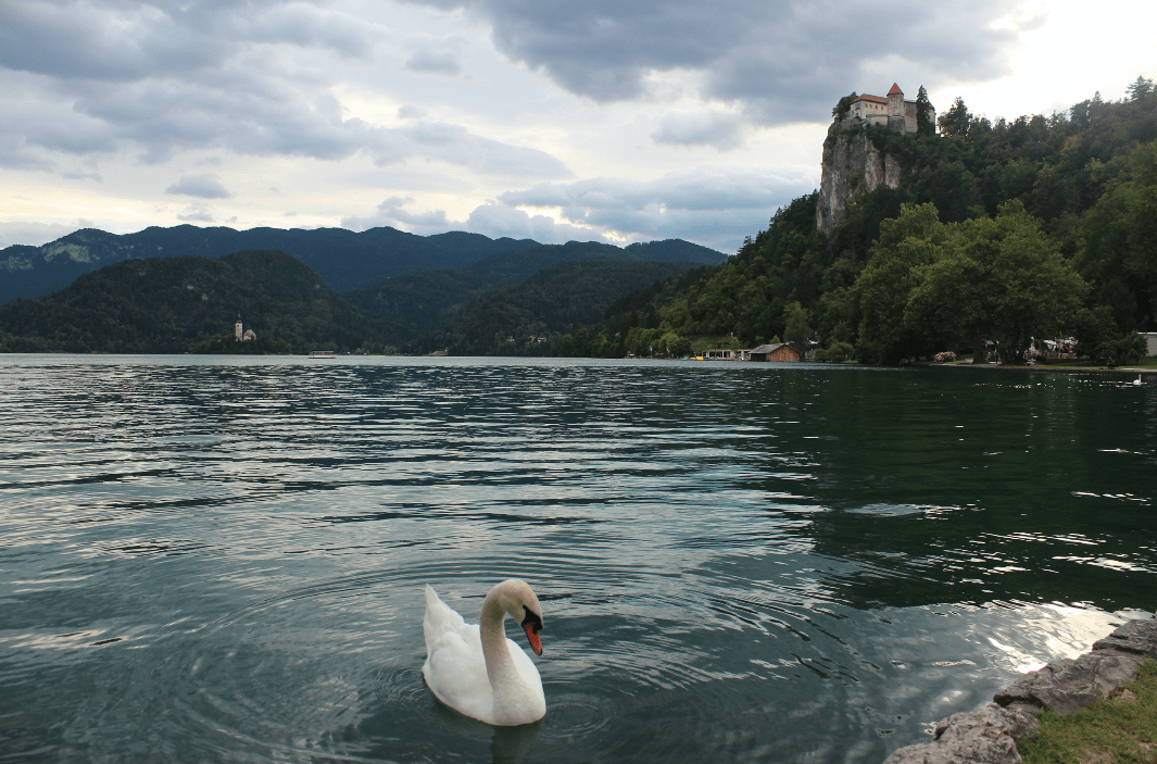 Swan and Castle