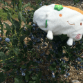 Blueberry Picking