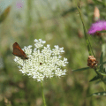 White Flower Butterflies