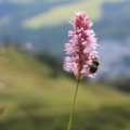 Bee and Pink Flower