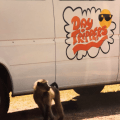 Baboon in front of&nbsp;Van
