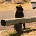 Baboon