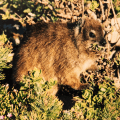 Dassie at Table&nbsp;Mountain