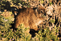 Dassie at Table Mountain