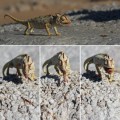Chameleon Feast