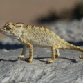 Chameleon
