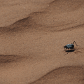 Dune Beetle