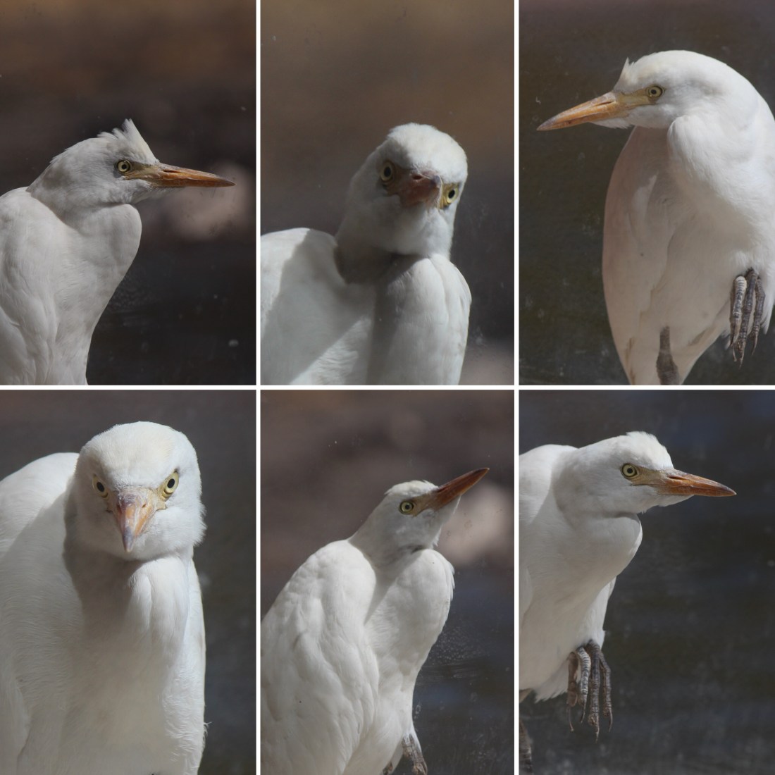 Egret Faces.JPG