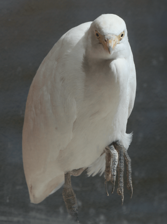 Egret.png