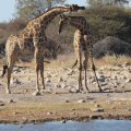 Giraffe dancing 1