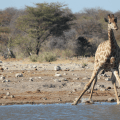 Giraffe drinking