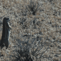 Ground Squirrel