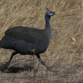 Guinea Fowl
