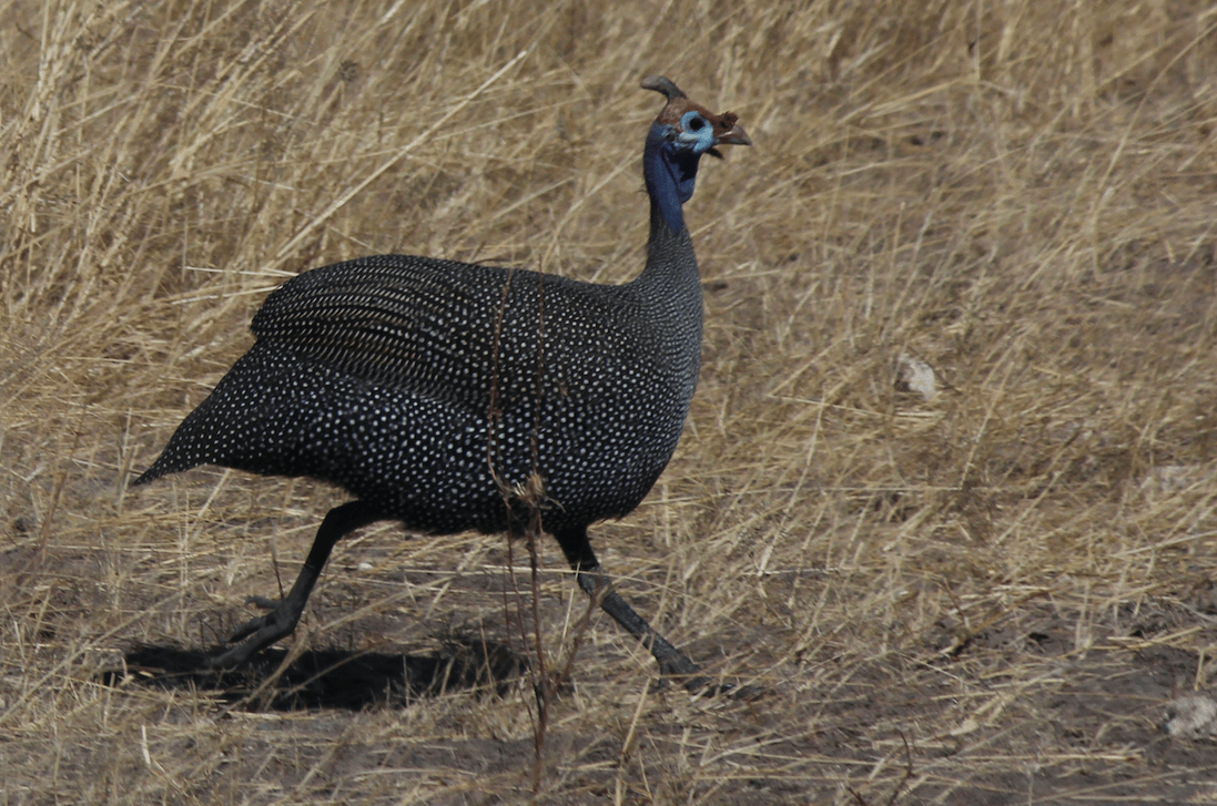 Guinea Fowl.png