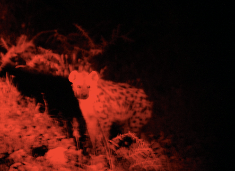 Hyena Red Light