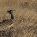 Kori bustard