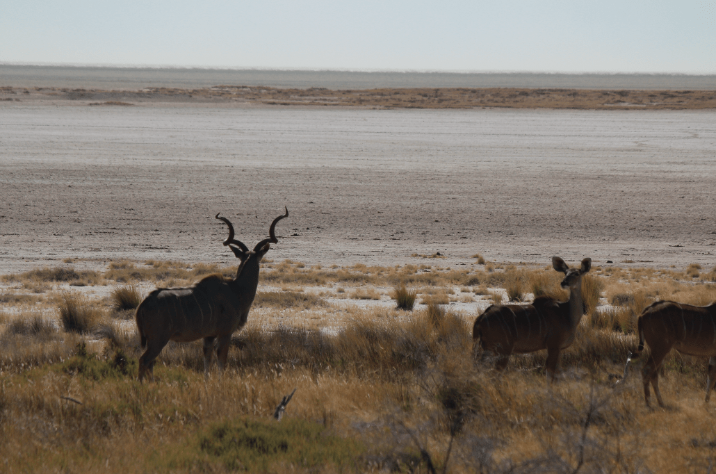 Kudu and salt pan.png