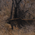 Leopard walking