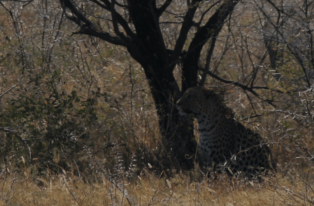 Leopard watching.png