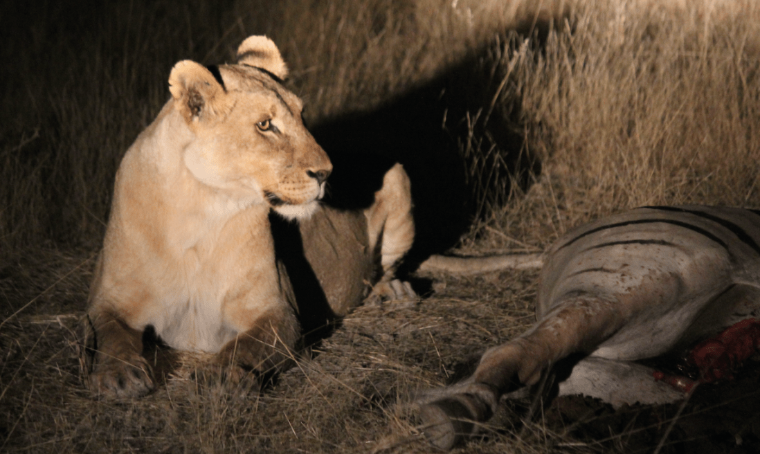 Lion gazing over carcass